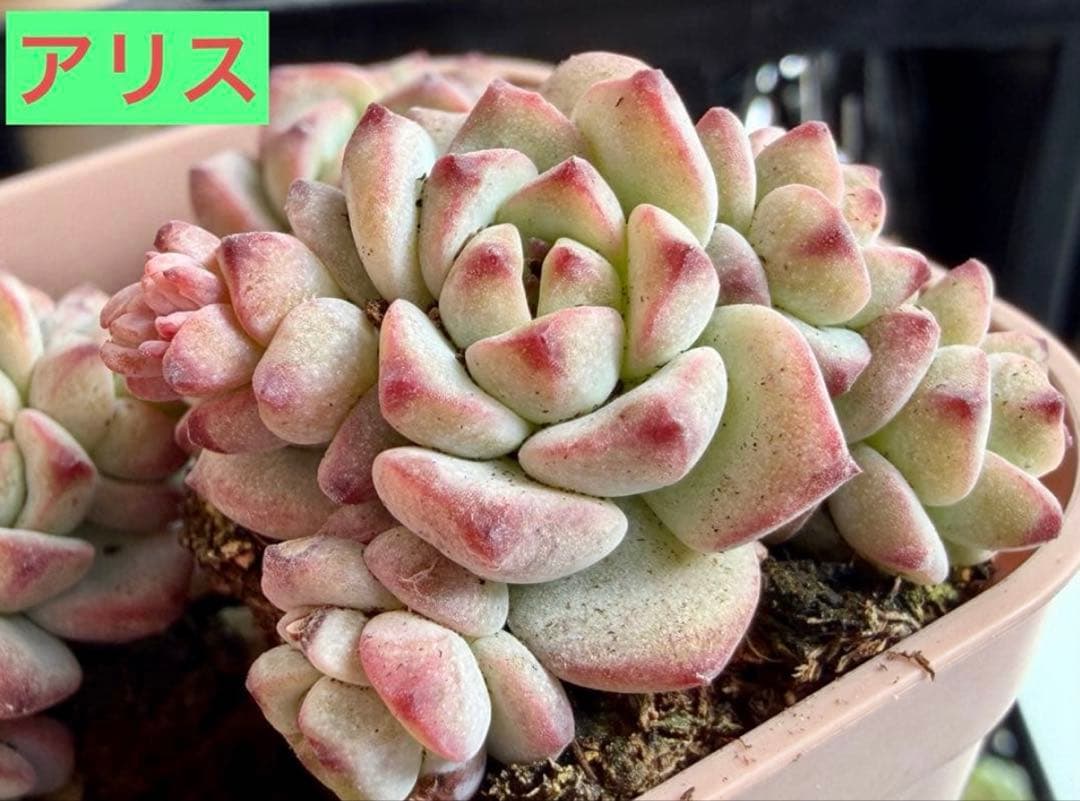 選べる！！プラグ苗(抜き苗) 多肉植物　ランダム発送