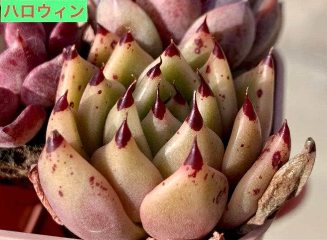 選べる！！プラグ苗(抜き苗) 多肉植物　ランダム発送