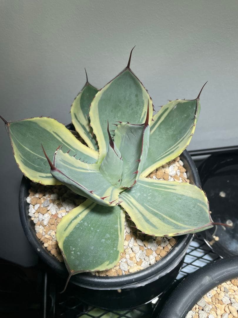 パリー トランカータ オリザバ 大サイズ US