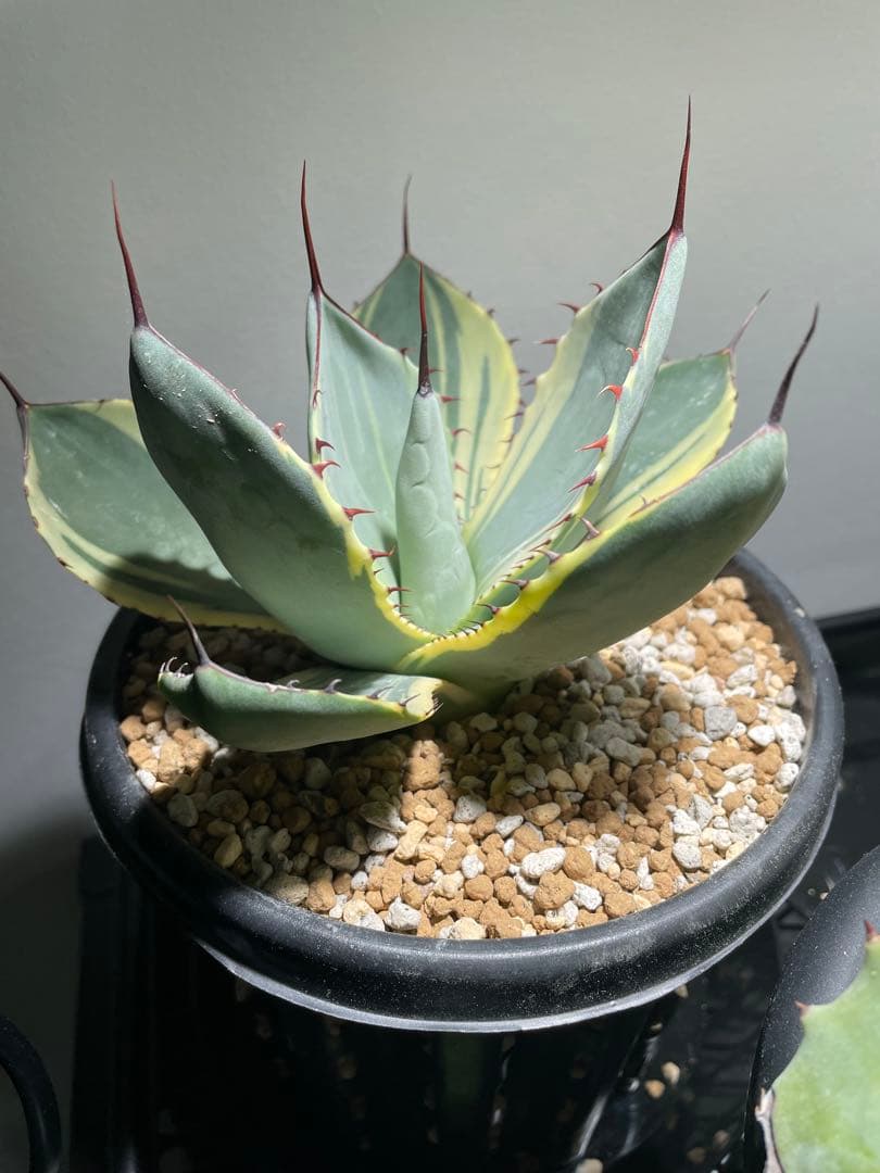 パリー トランカータ オリザバ 大サイズ US