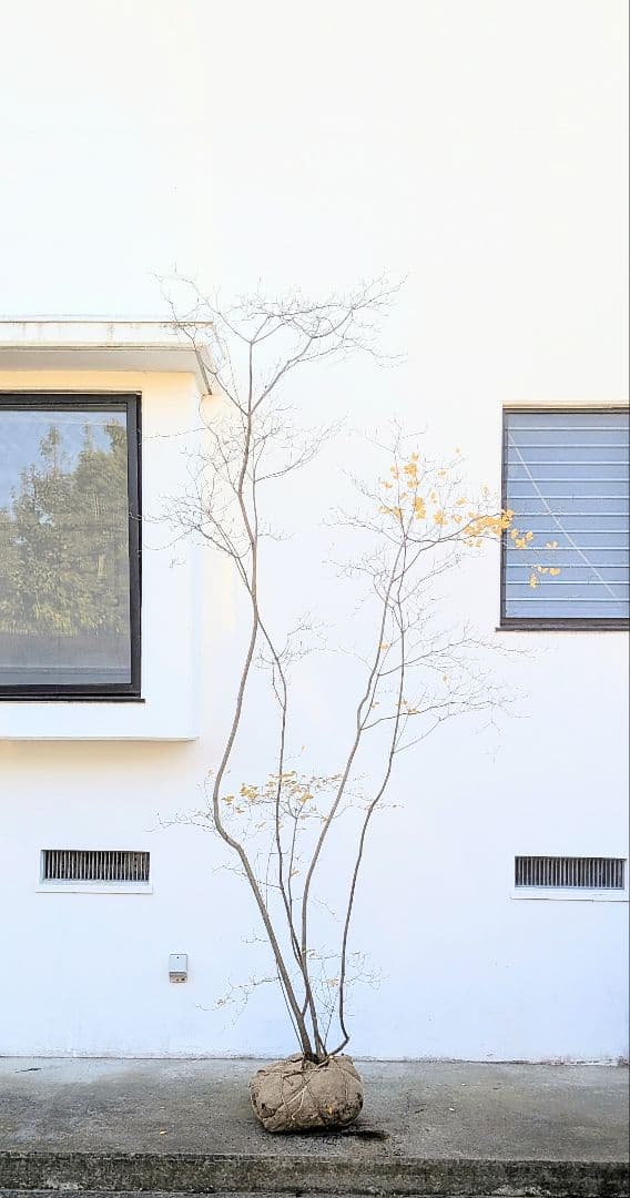 極美。特大の山採りドウダンツツジ。