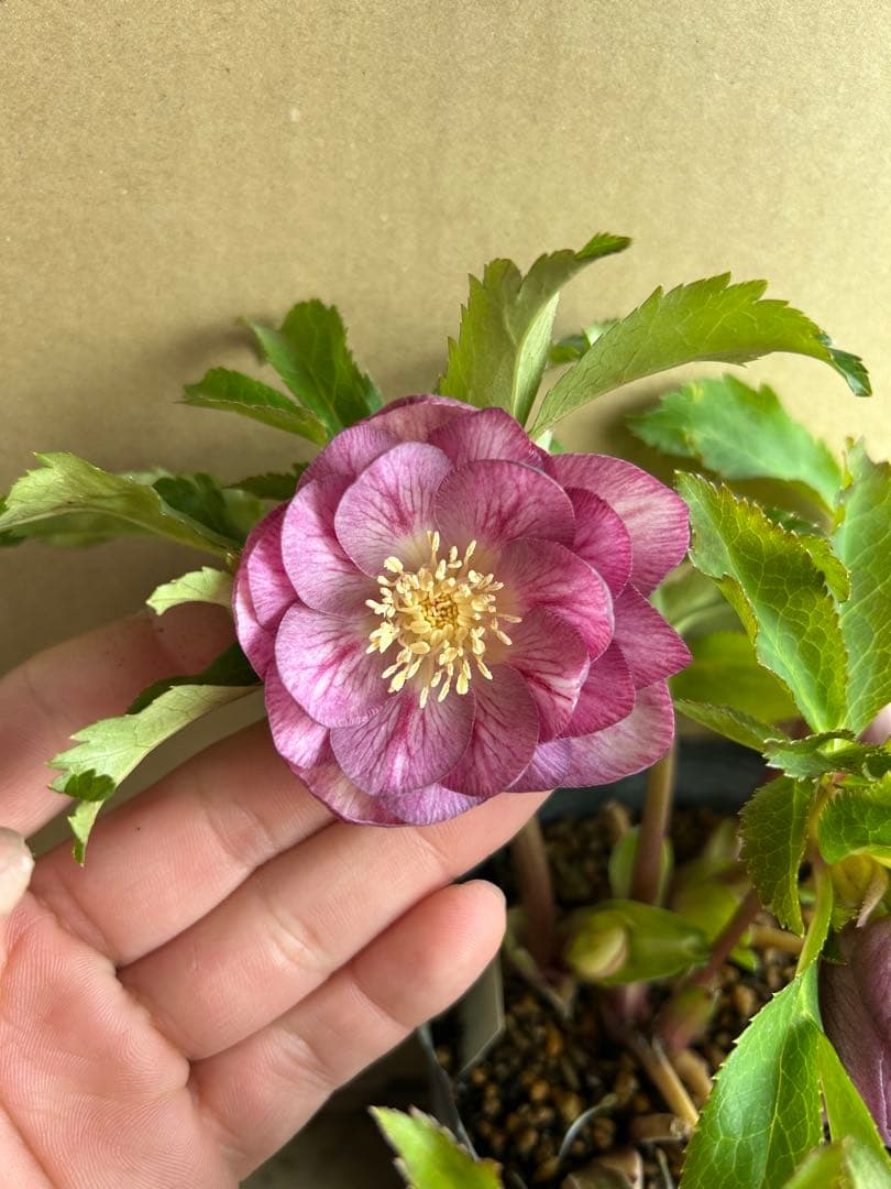 加藤農園 クリスマスローズ プリマヴェーラ系 同梱推奨