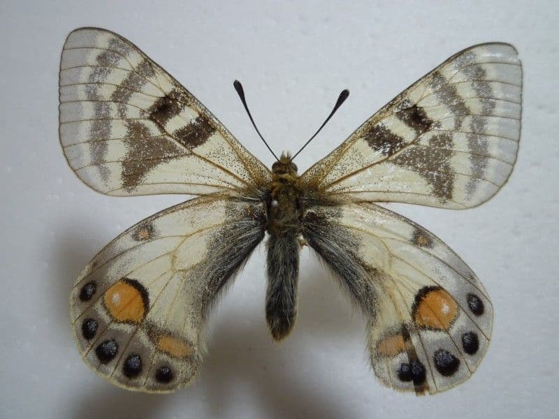 【外国産蝶標本】チャールトンウスバ♂/パキスタン.シャンドール峠産/71.2mm