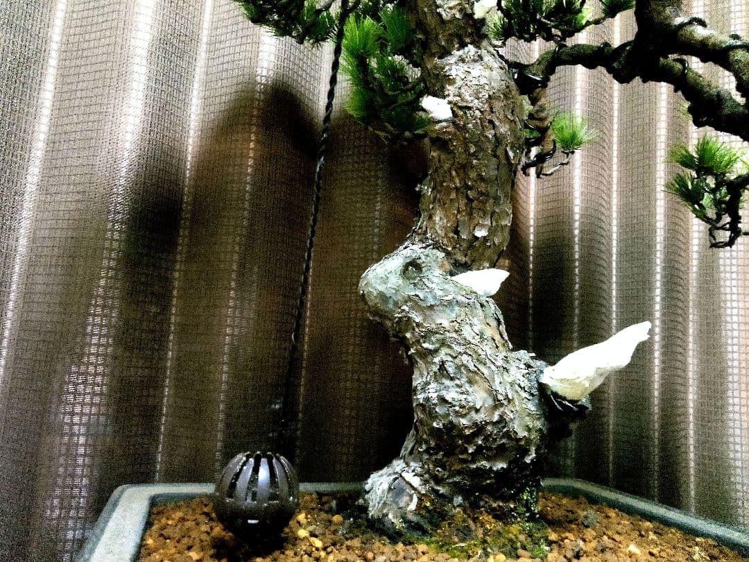 【樹高52㎝ 　五葉松盆栽】　　　⭕樹齢80年超…お宝❗真柏