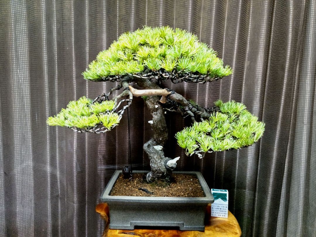 【樹高52㎝ 　五葉松盆栽】　　　⭕樹齢80年超…お宝❗真柏
