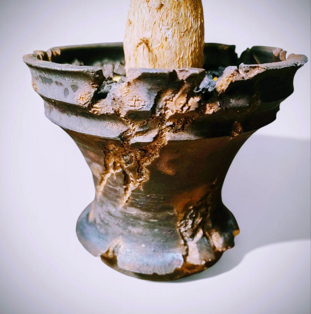 大株【国内実生株】フォークイエリア・プルプシー ytyf 鉢