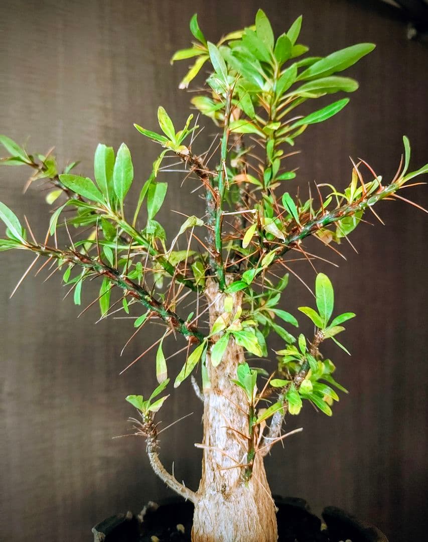 大株【国内実生株】フォークイエリア・プルプシー ytyf 鉢