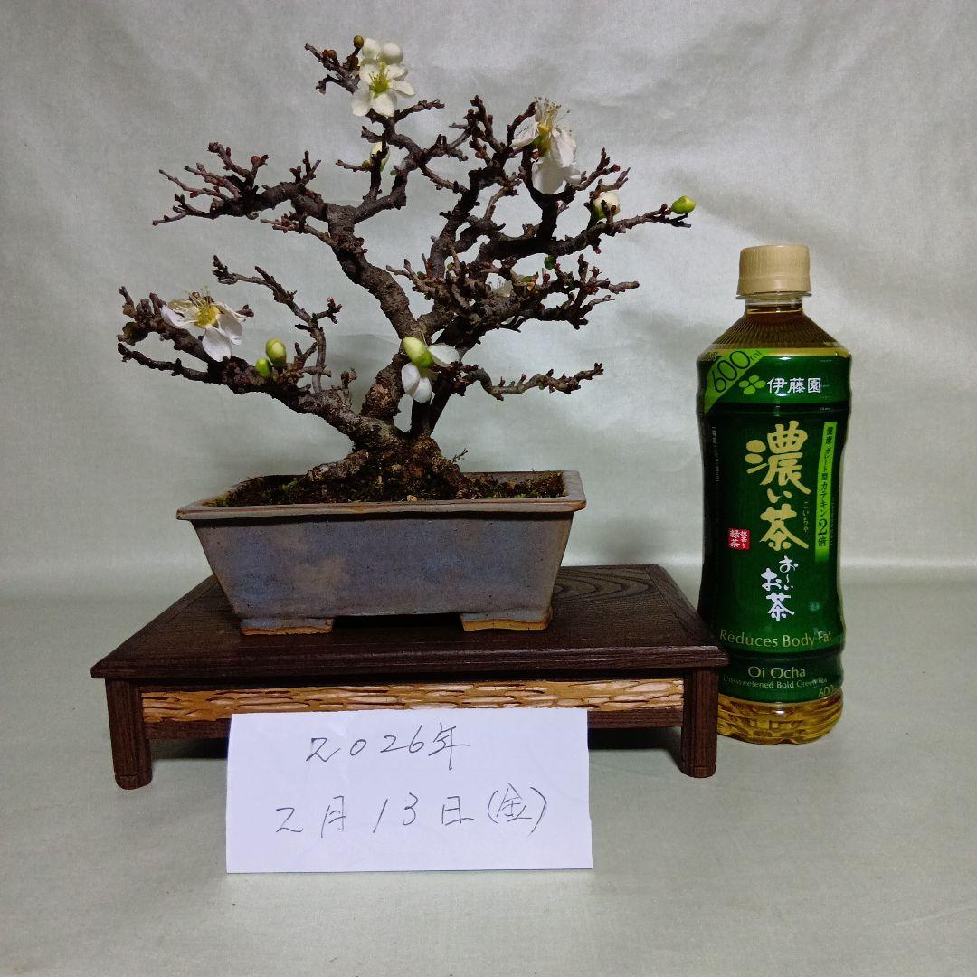 白長寿梅小品盆栽です　黒松盆栽、赤松盆栽、真柏盆栽、五葉松盆栽