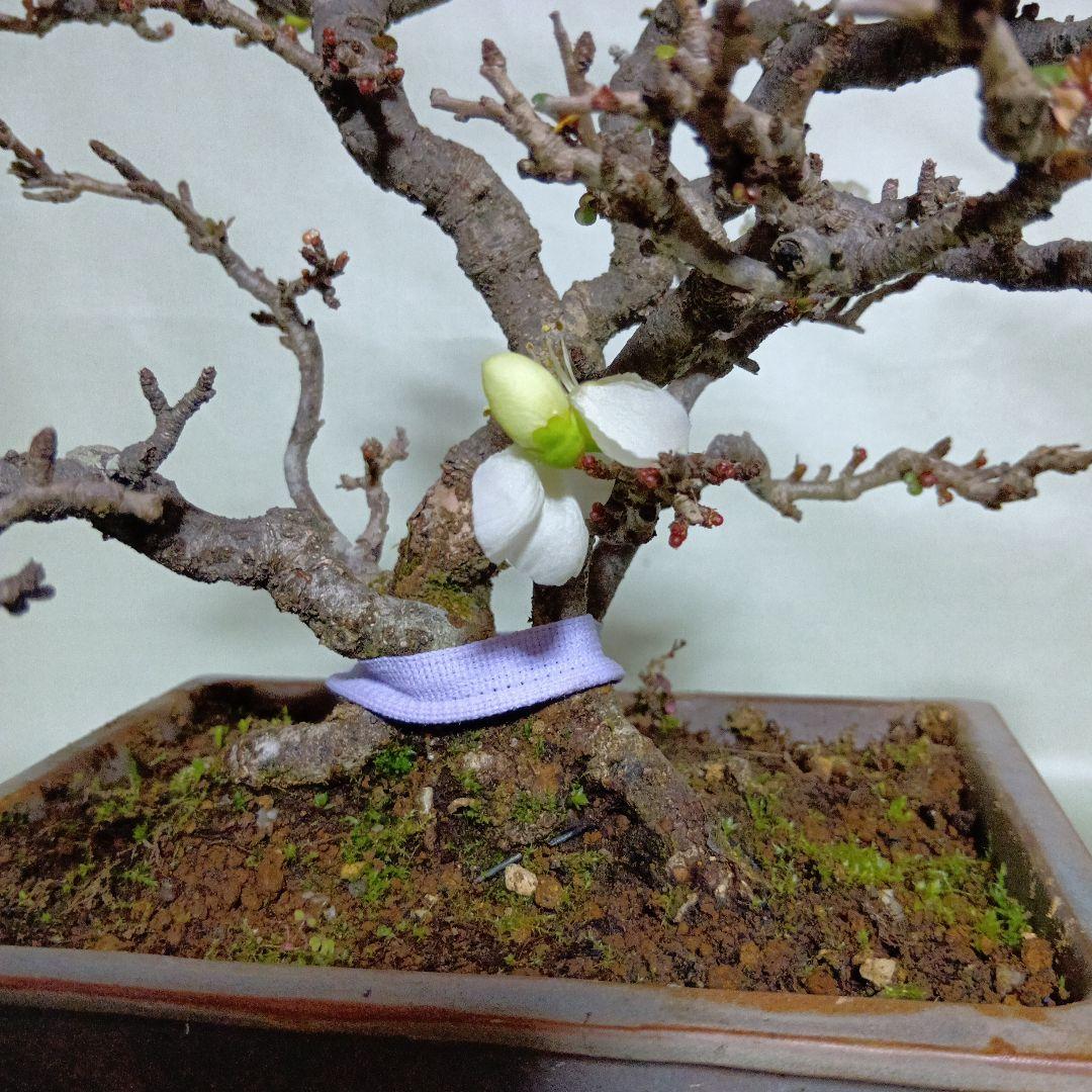 白長寿梅小品盆栽です　黒松盆栽、赤松盆栽、真柏盆栽、五葉松盆栽