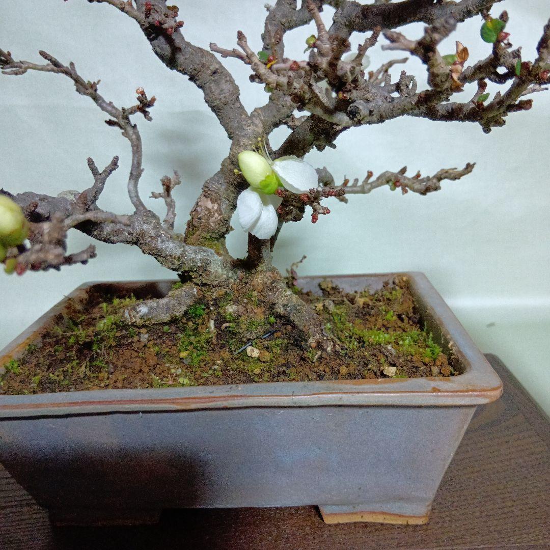 白長寿梅小品盆栽です　黒松盆栽、赤松盆栽、真柏盆栽、五葉松盆栽