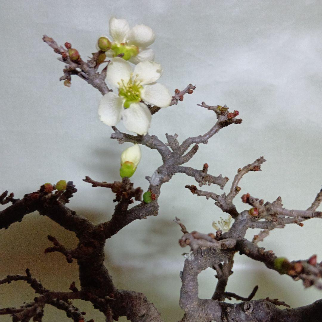 白長寿梅小品盆栽です　黒松盆栽、赤松盆栽、真柏盆栽、五葉松盆栽