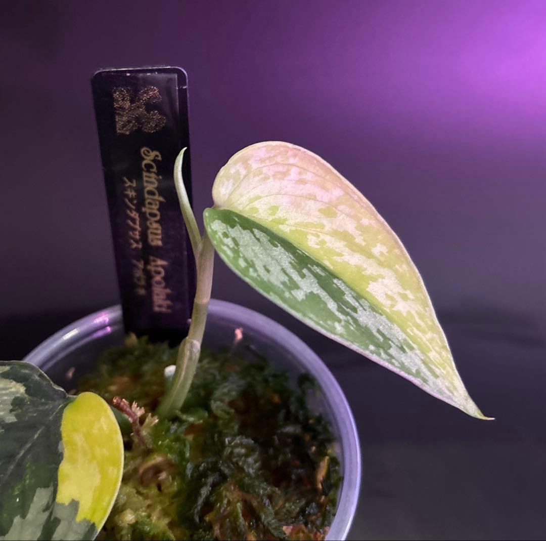 スキンダプサス　綺麗な斑入り　セットL1