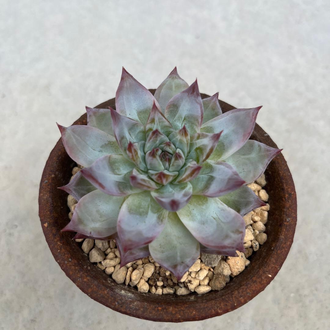 中里リンゼアナ　札付き