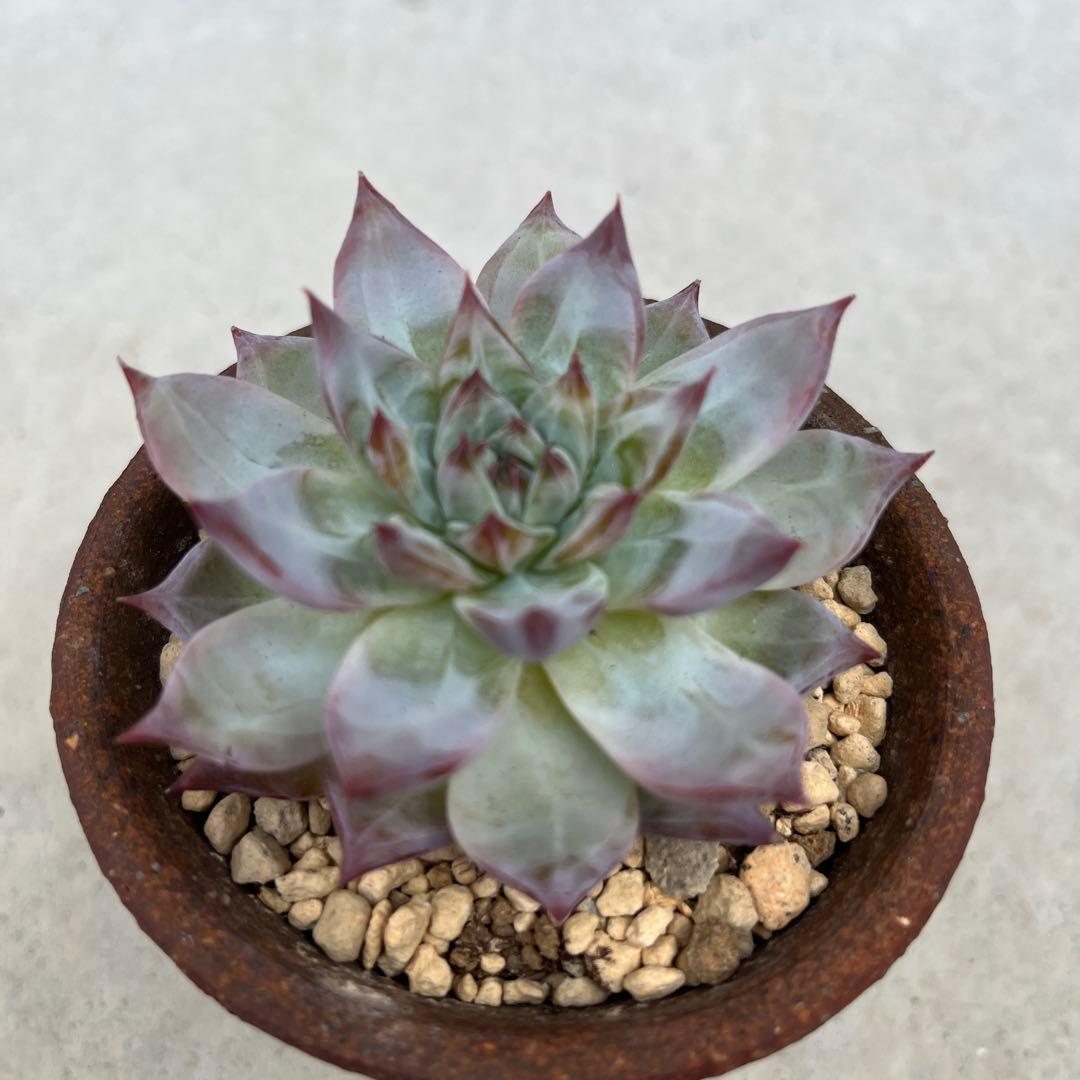 中里リンゼアナ　札付き