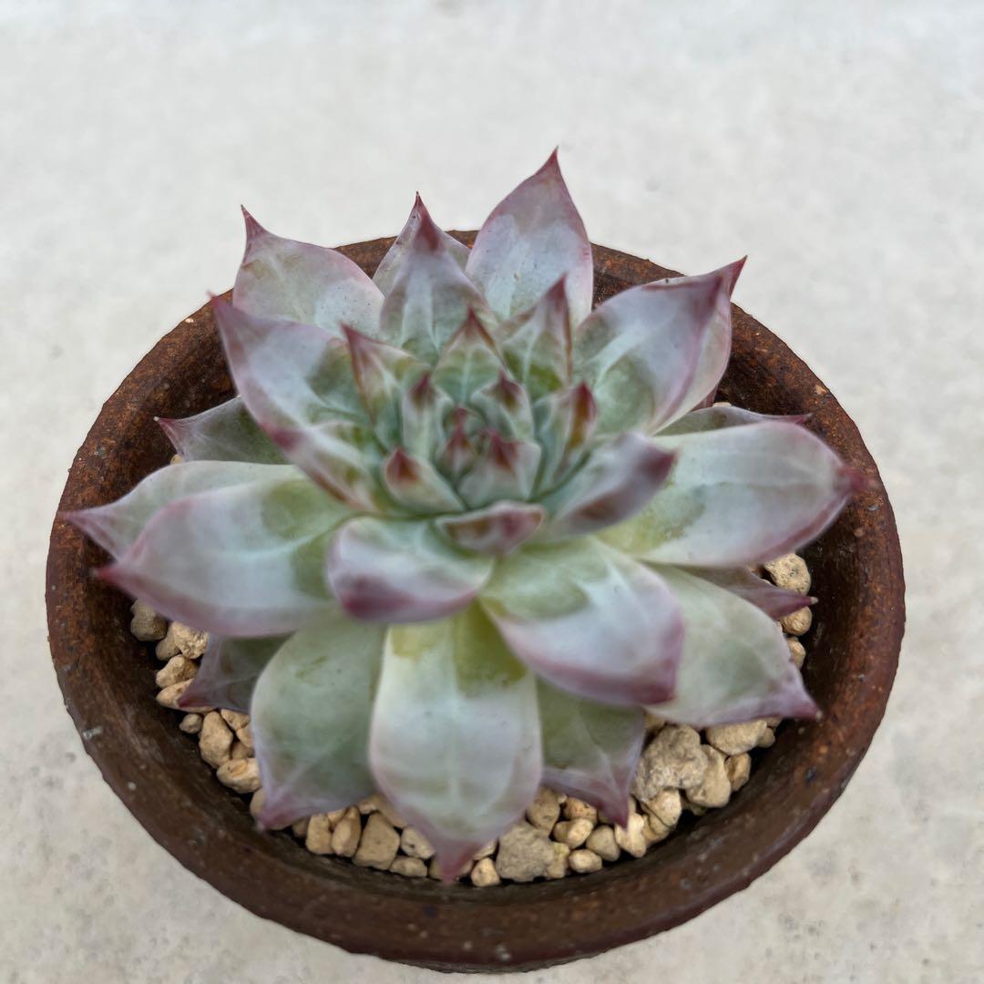 中里リンゼアナ　札付き