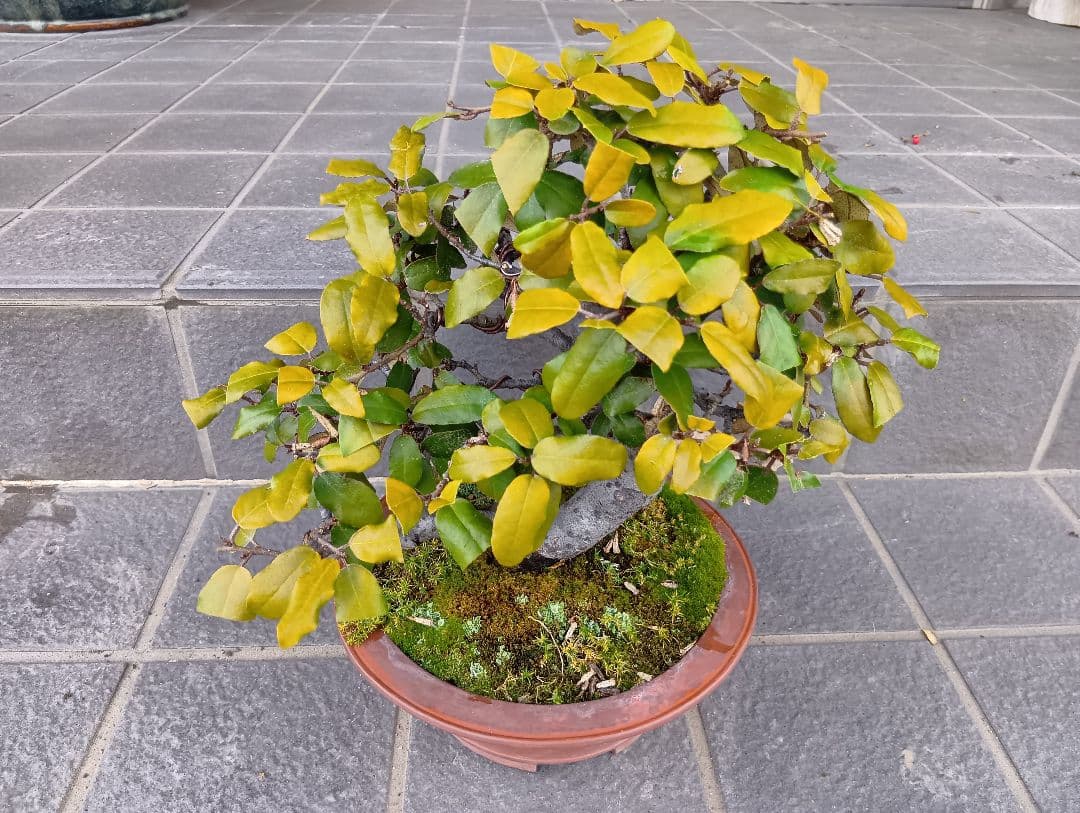 寒グミ双幹盆栽