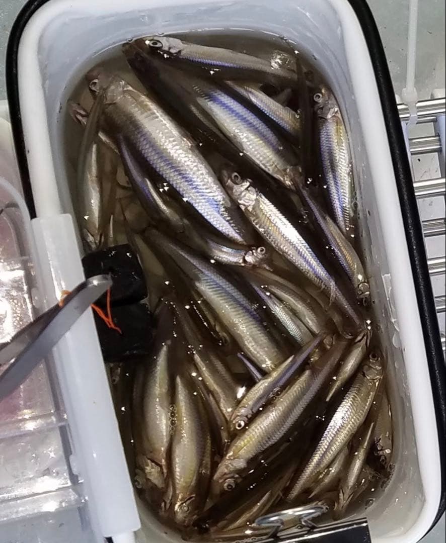 ワカサギステンレス穂先　　２５８ミリ　　２本