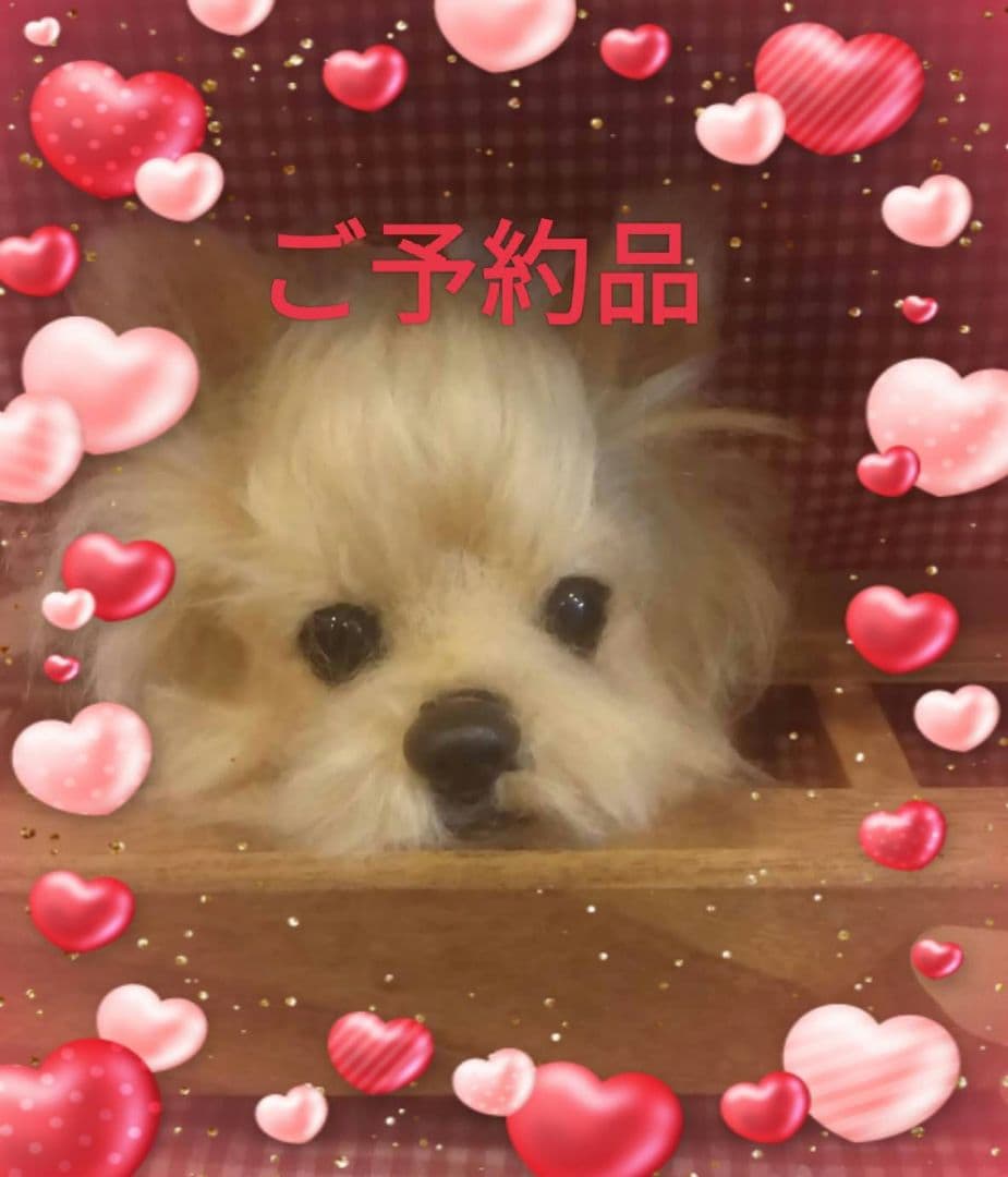 羊毛フェルト犬　ちろ