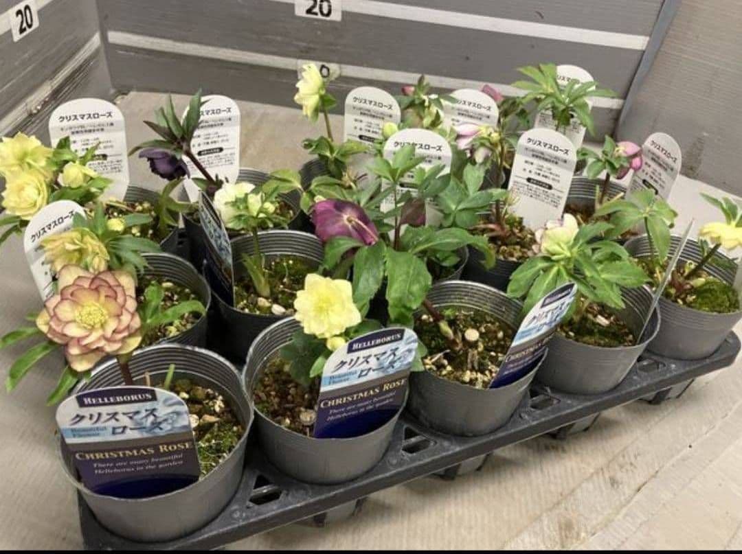 ☆クリスマスローズ☆八重咲き☆MIXアソート☆１５ポットセット☆ブラック入り