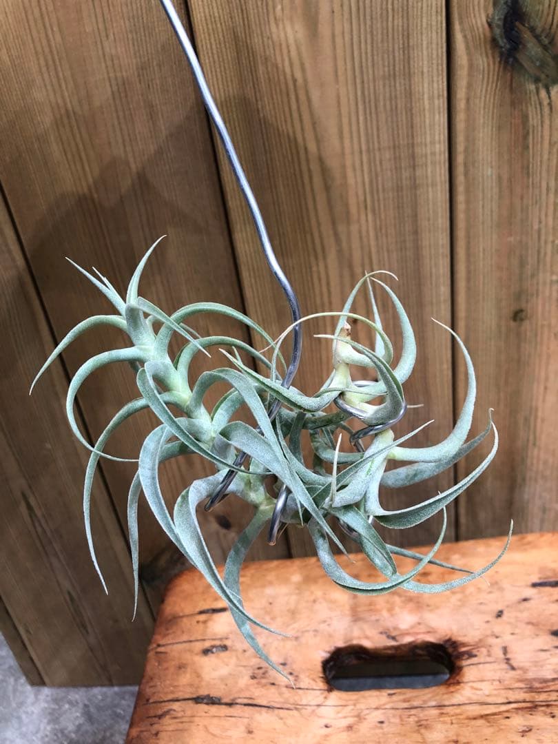 ティランジア・カクティコラ・ロングフォームシルバー