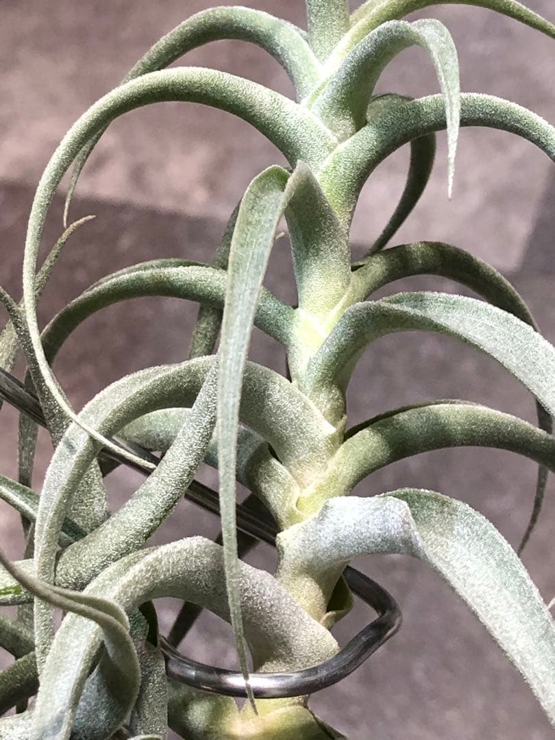 ティランジア・カクティコラ・ロングフォームシルバー