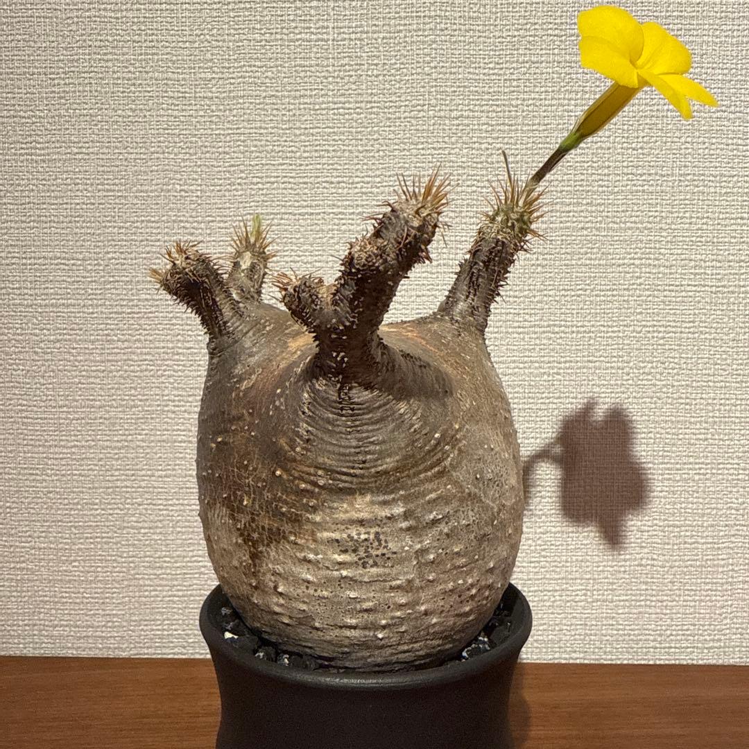 パキポディウム　グラキリス　良型短枝安心発根済み