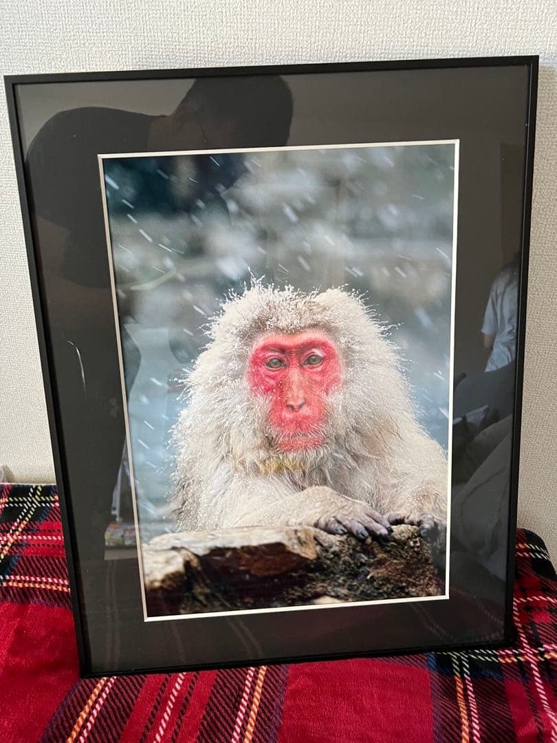 作家写真「雪の中、温泉でくつろぐ日本猿の写真」