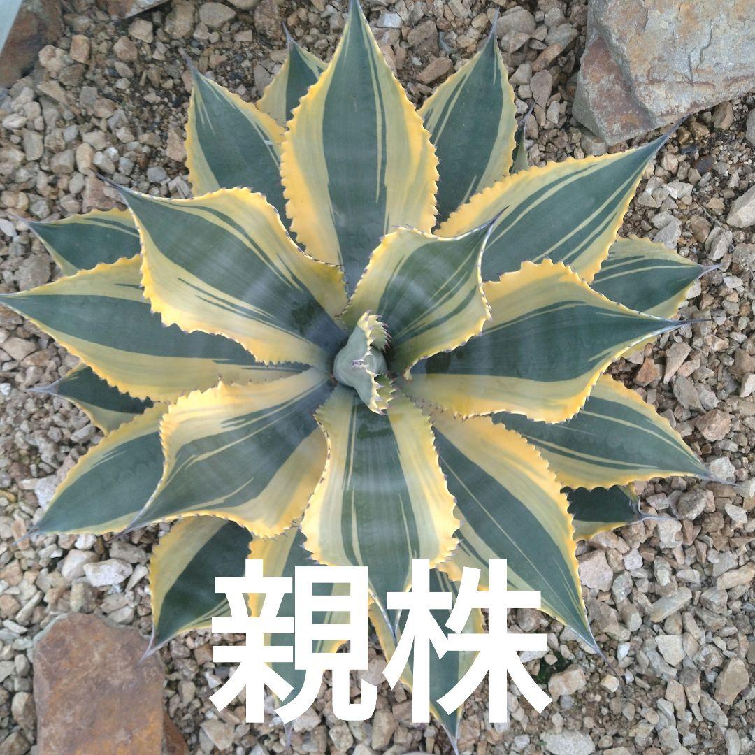 アガベ　リップルエフェクト子株