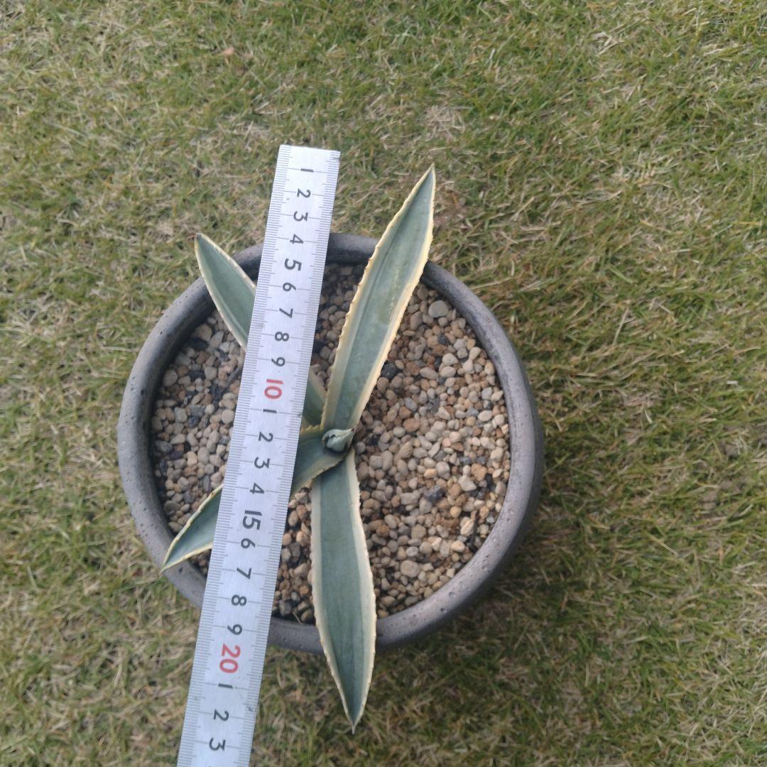 アガベ　リップルエフェクト子株