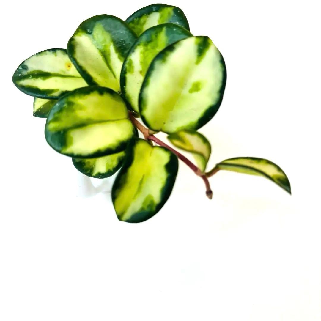 ホヤ マチルダ 班入り 根付