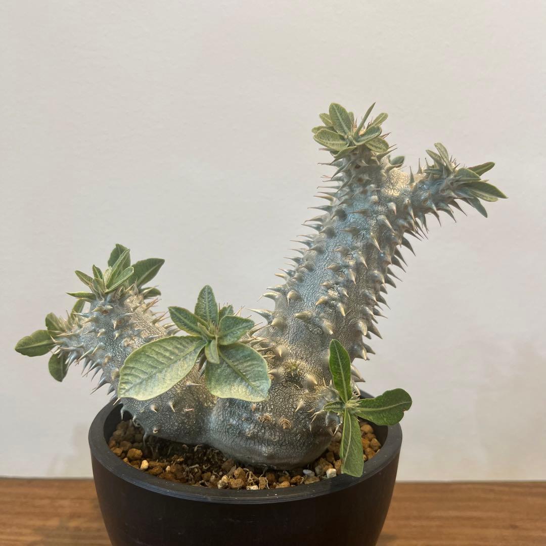 【大株】パキポディウム恵比寿大黒 国内実生 塊根植物 サボテン コーデックス