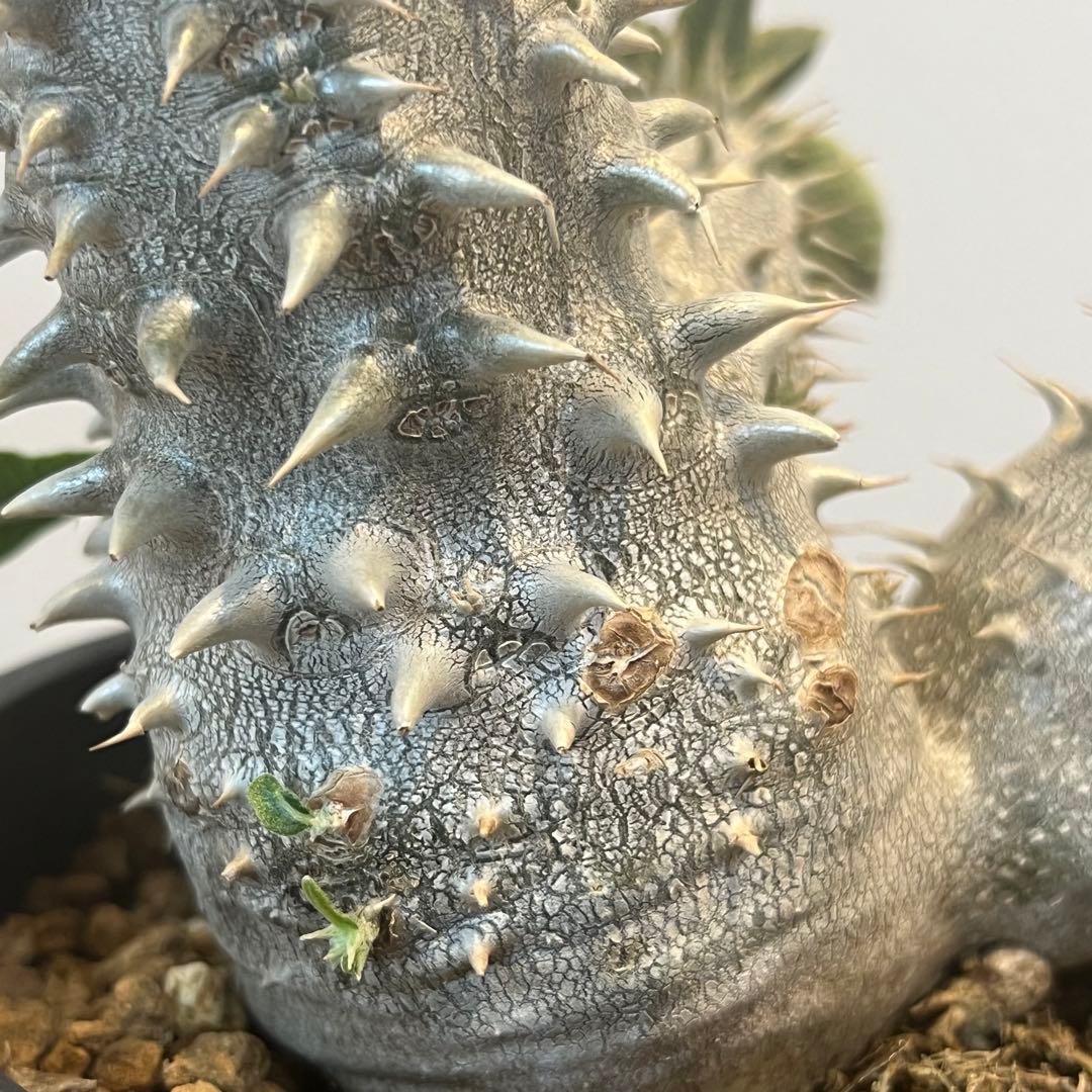【大株】パキポディウム恵比寿大黒 国内実生 塊根植物 サボテン コーデックス