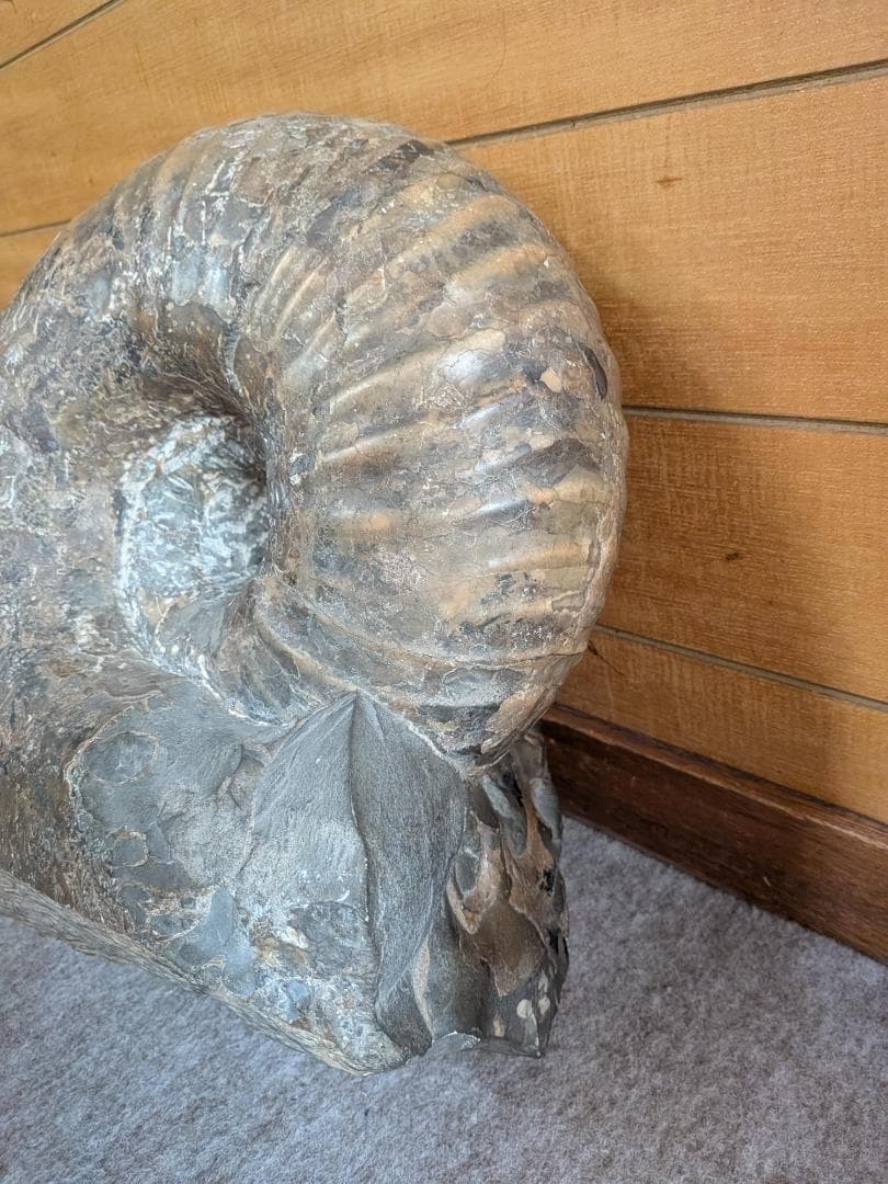 ハ*ト様 アンモナイト化石 30cm超