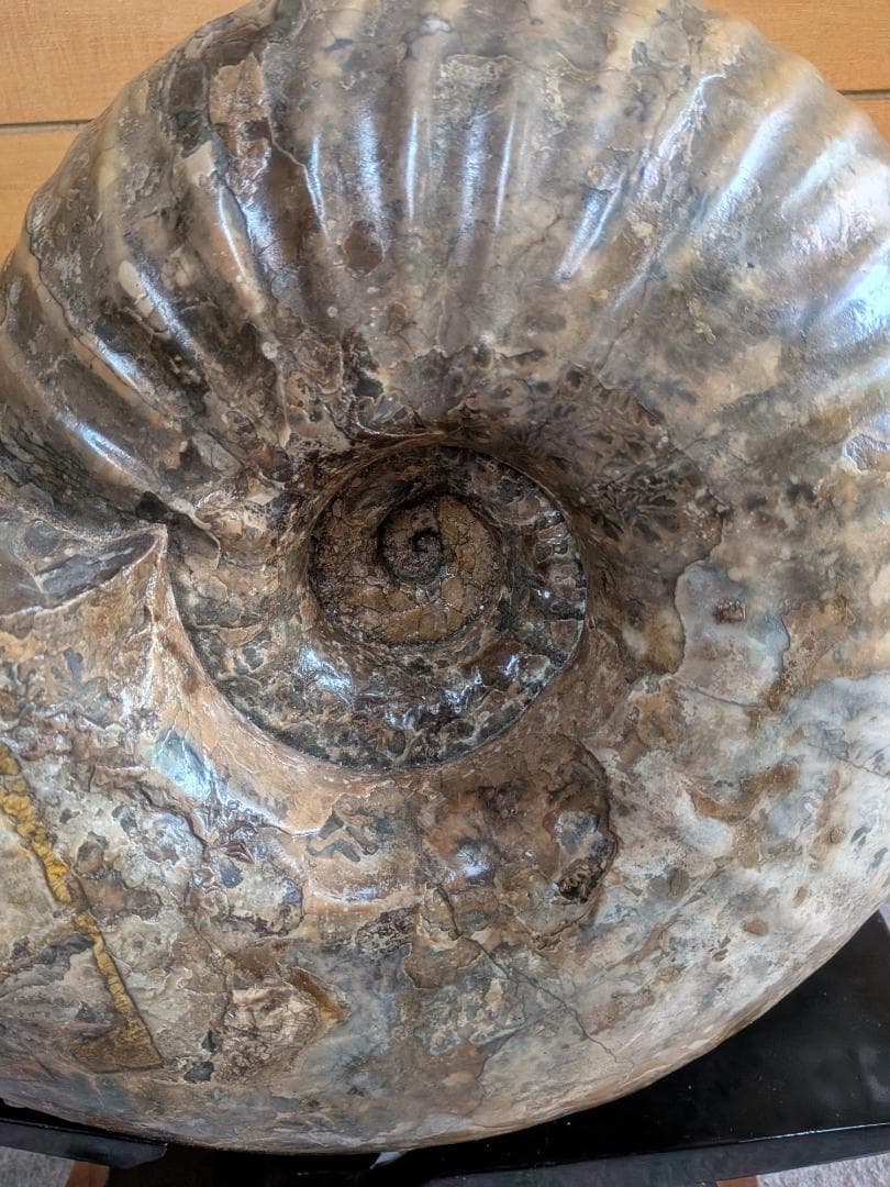 ハ*ト様 アンモナイト化石 30cm超