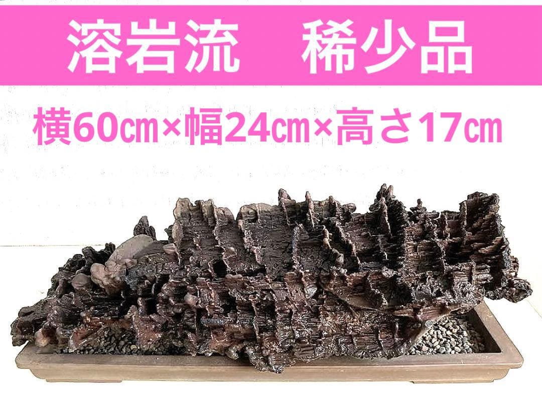 溶岩流[稀少品]観賞用・アクアリウム用
