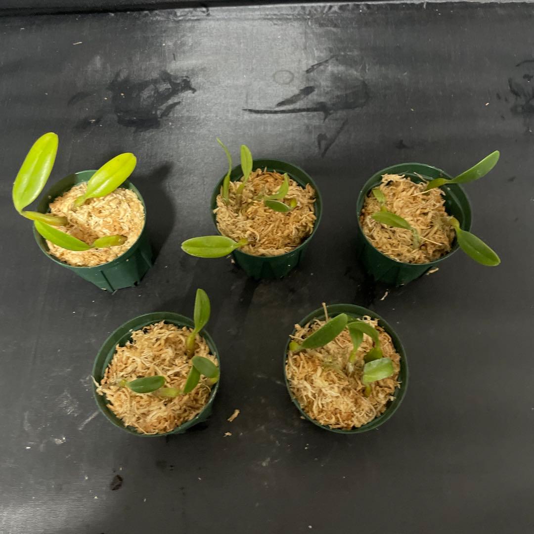 バルボフィラム　アンブロシア　原種　洋蘭　バルボ　５株セット　洋ラン 観葉植物