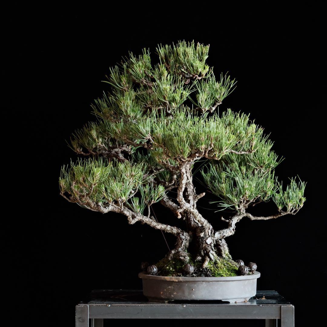 【最終値下げ】引き取り　黒松　大品盆栽　株立　古木