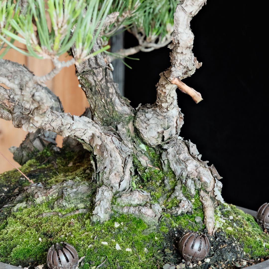 【最終値下げ】引き取り　黒松　大品盆栽　株立　古木