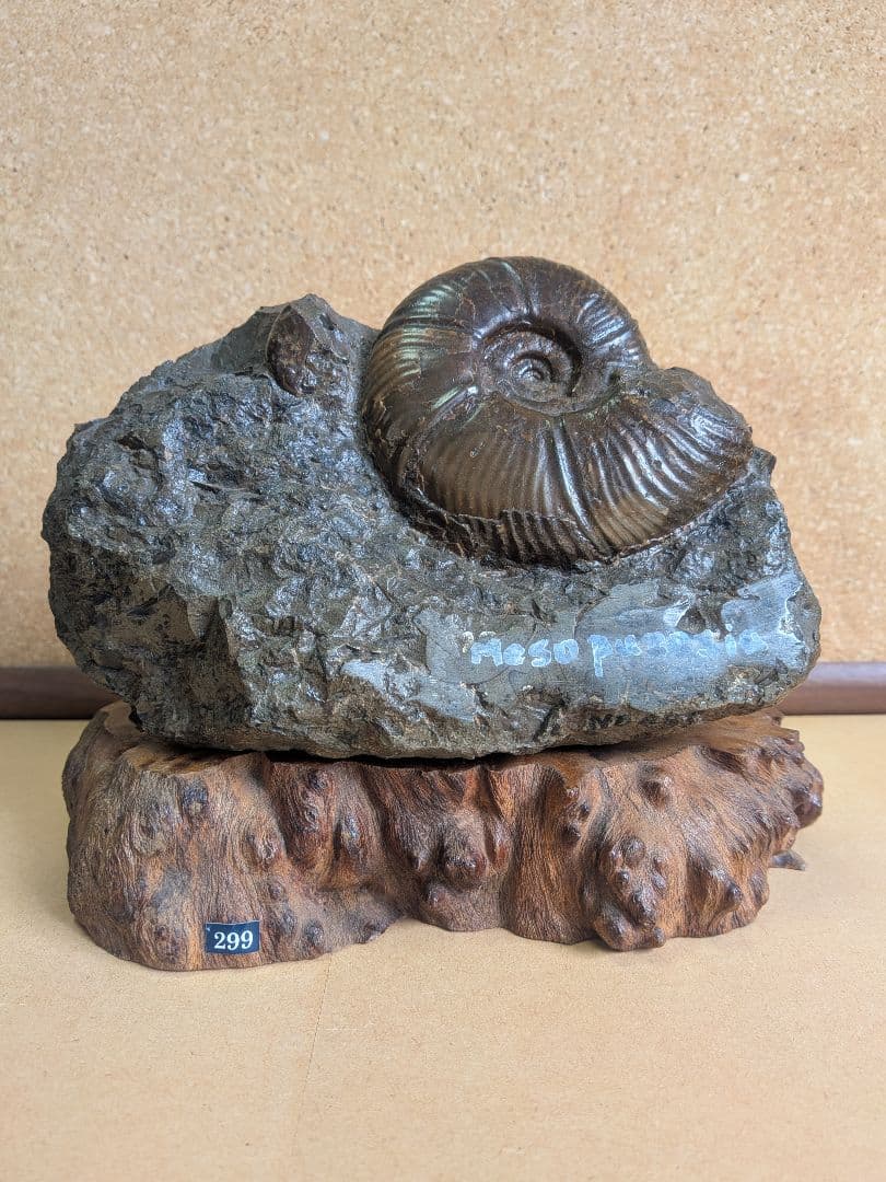 アンモナイト化石 10.0㎝.背面にもあります(299)