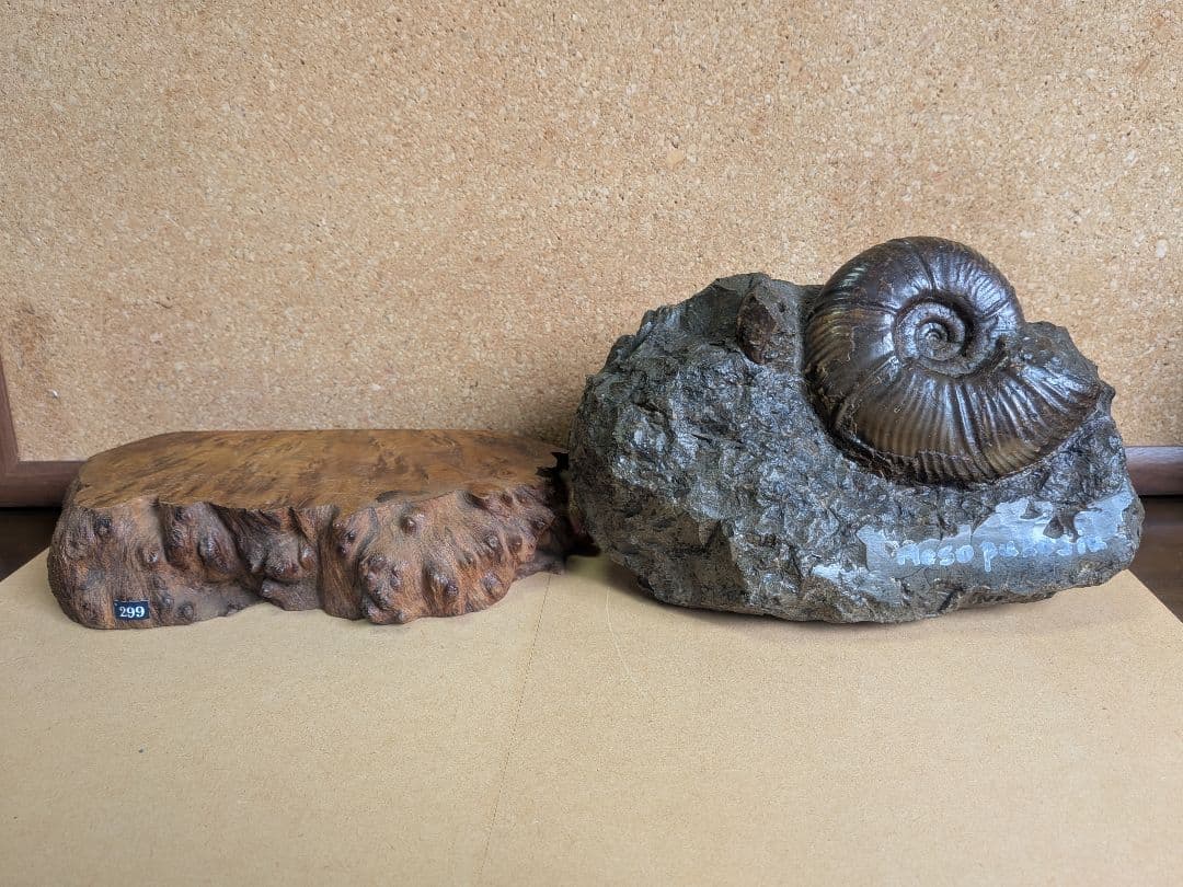 アンモナイト化石 10.0㎝.背面にもあります(299)