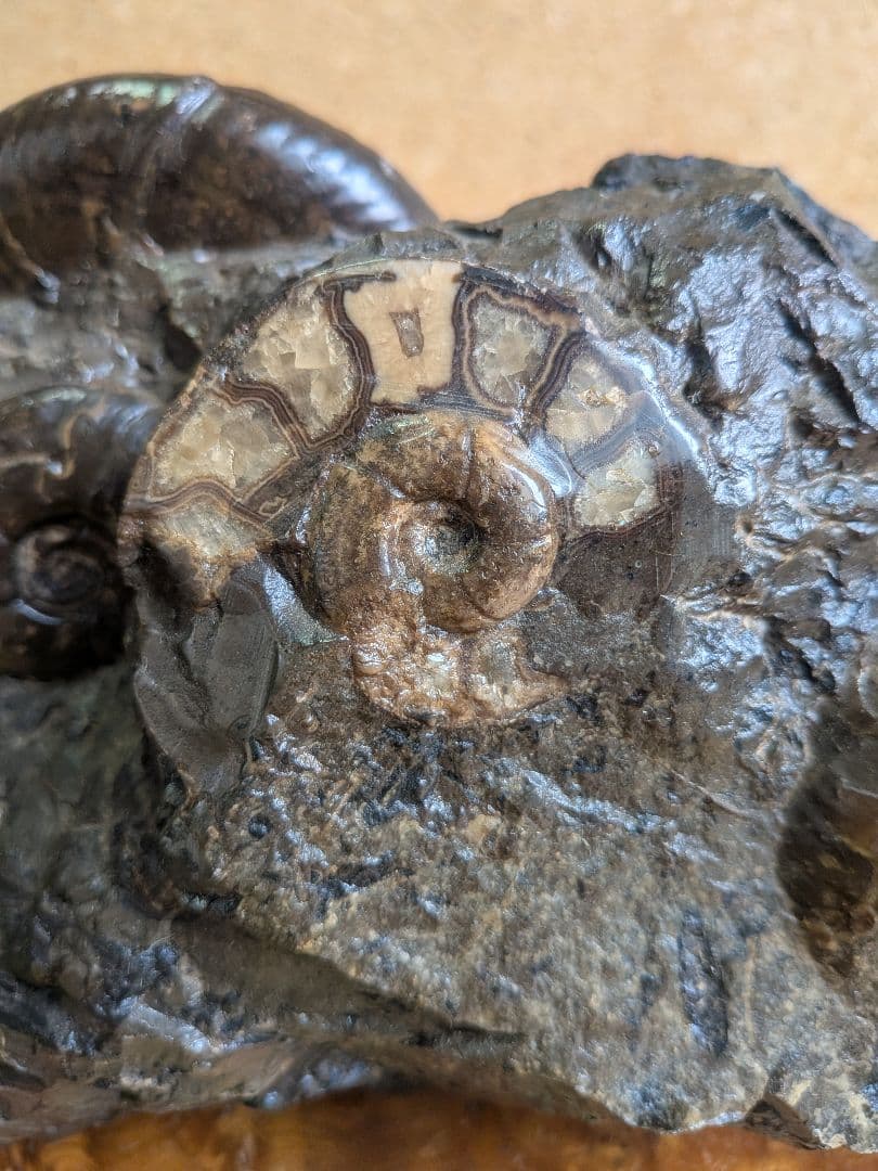 アンモナイト化石 10.0㎝.背面にもあります(299)