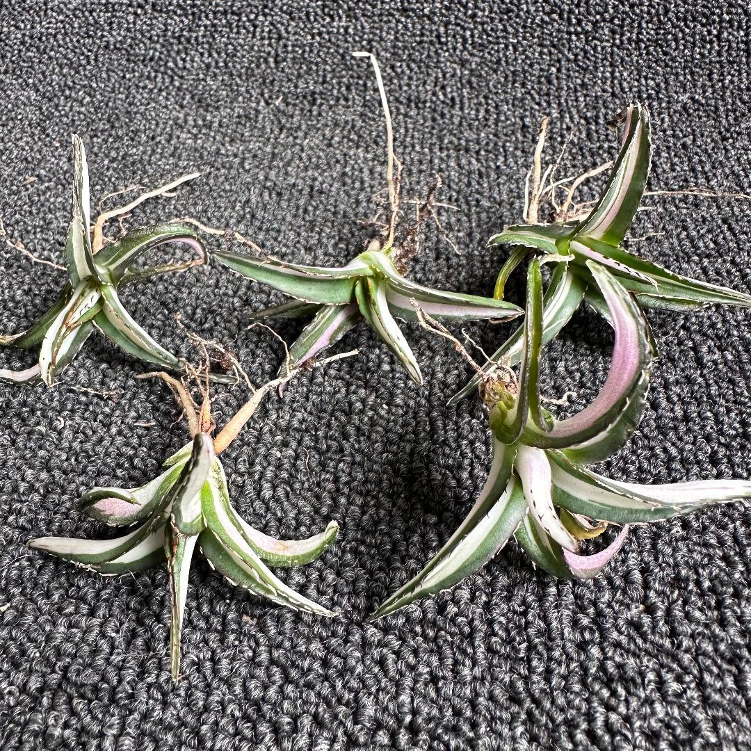 2010アガベ チタノタ 丸叶氷山錦 白中斑 極上中小株 5株セット