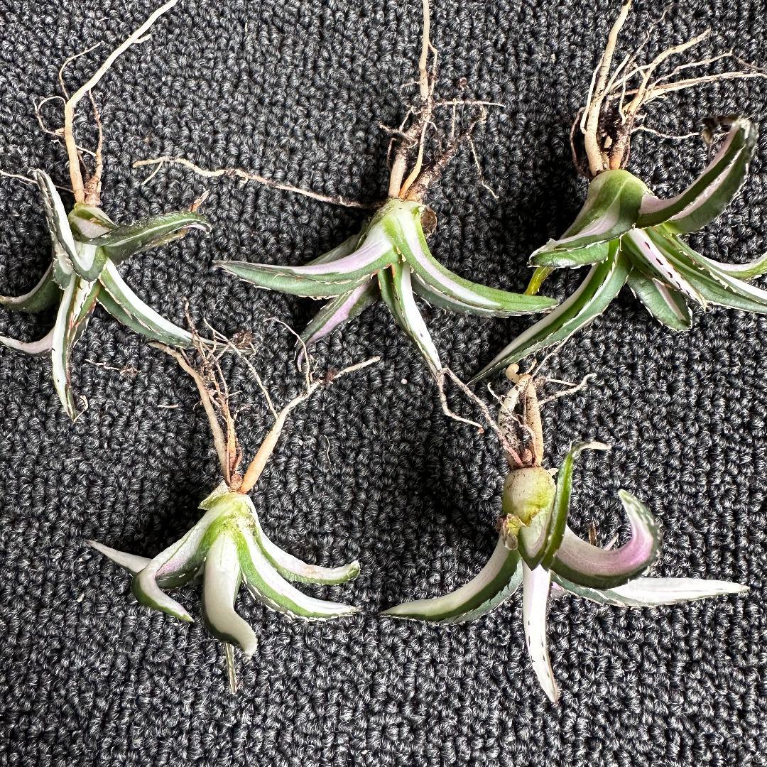 2010アガベ チタノタ 丸叶氷山錦 白中斑 極上中小株 5株セット