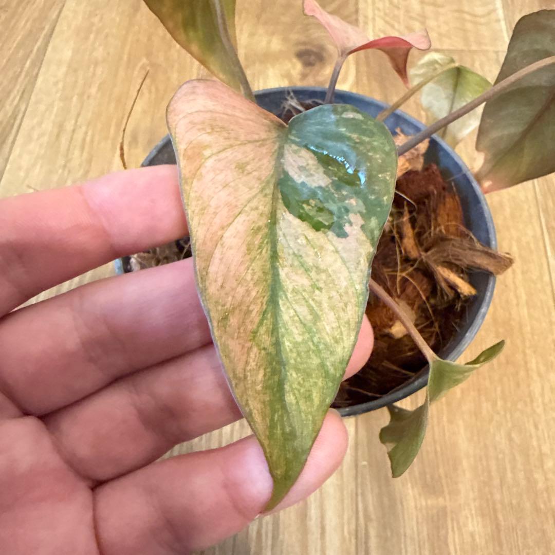 【斑入り】ホマロメナ ピンクダイヤモンド