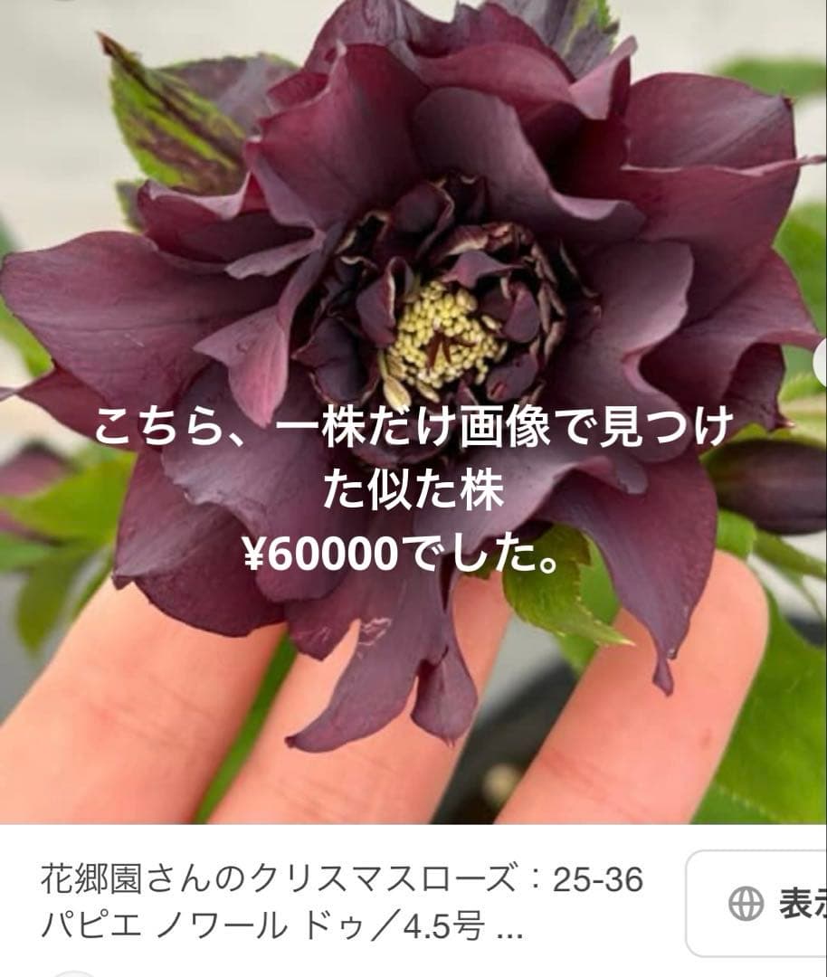 り*う様 クリスマスローズ　株分け苗　ダブルセミダブル　パパピエノワールドゥ　花