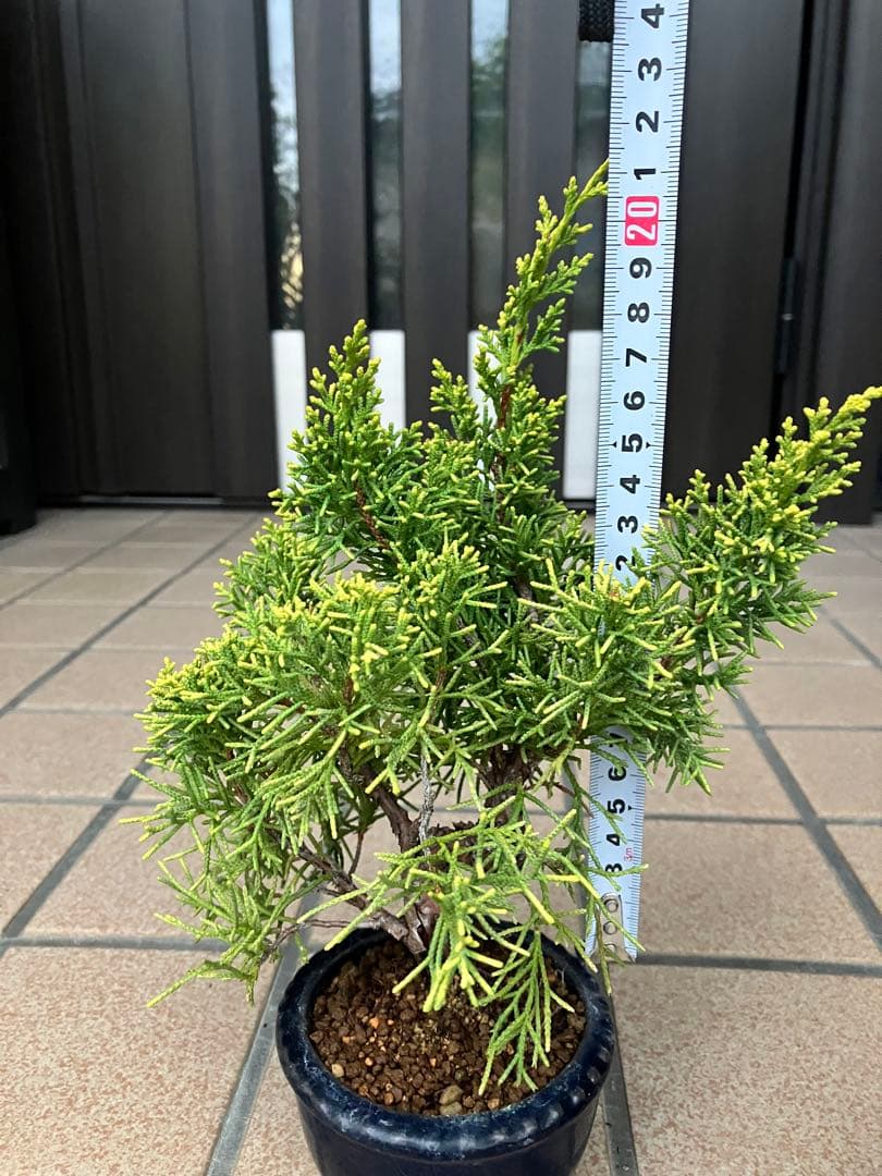 小品盆栽　黄金真柏と極太赤松の2鉢セット　優良素材　ジン舎利等、大幅値下げ