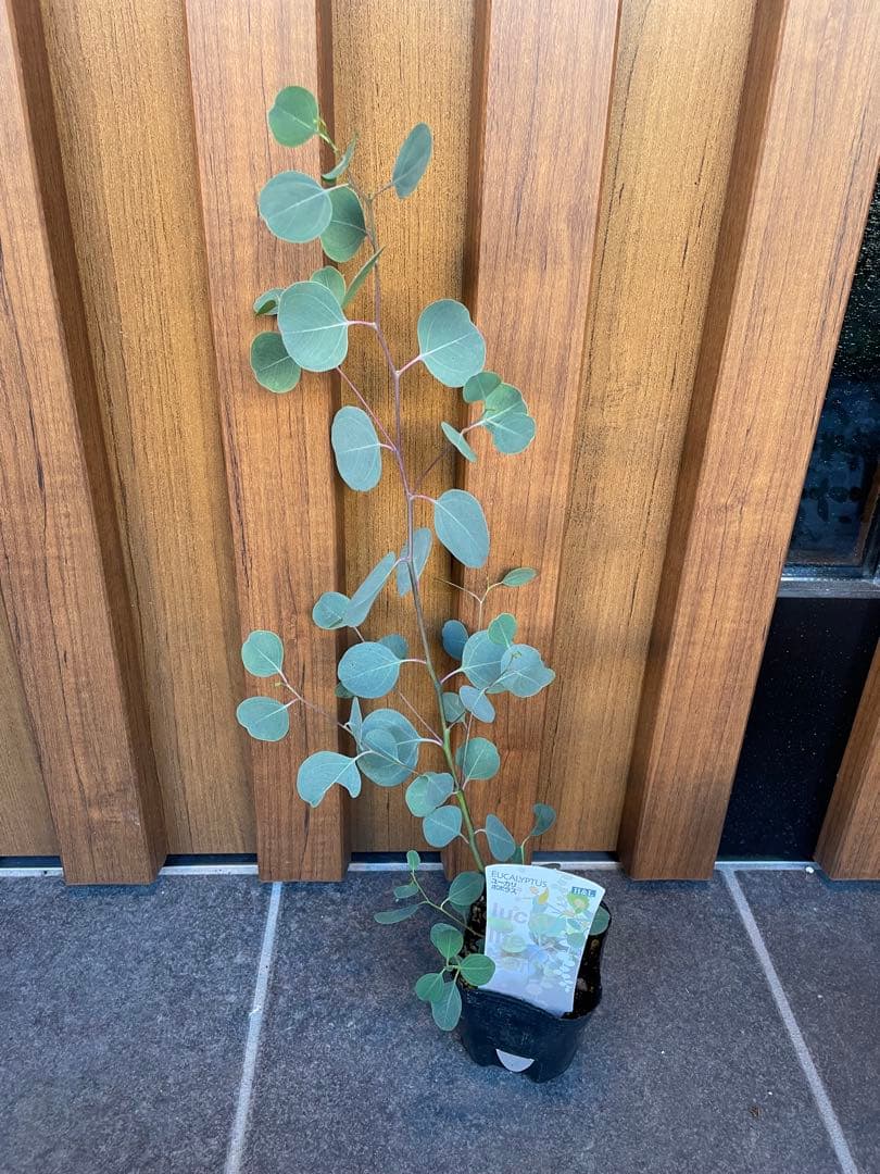 【花苗】① ユーカリ　ポポラス　苗　ポットごと発送　シルバーリーフ