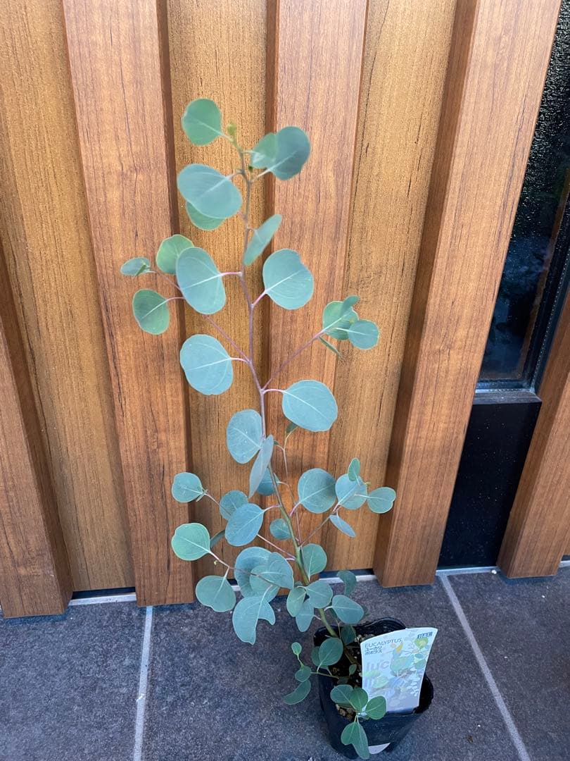 【花苗】① ユーカリ　ポポラス　苗　ポットごと発送　シルバーリーフ