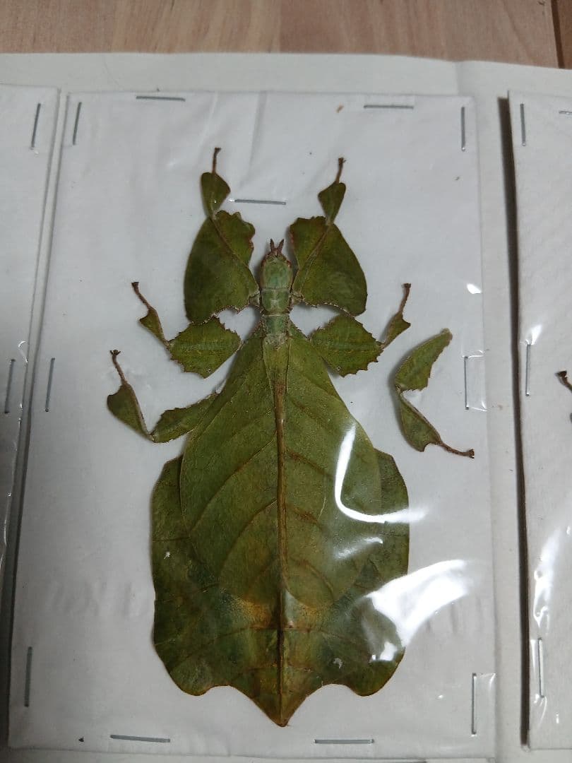海外産標本｜インドネシア産 ナナフシモドキ（木葉虫）昆虫標本