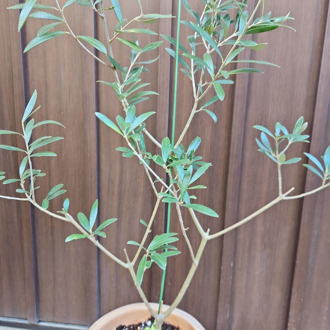 オリーブ　エルグレコ　テラコッタ鉢植え　苗